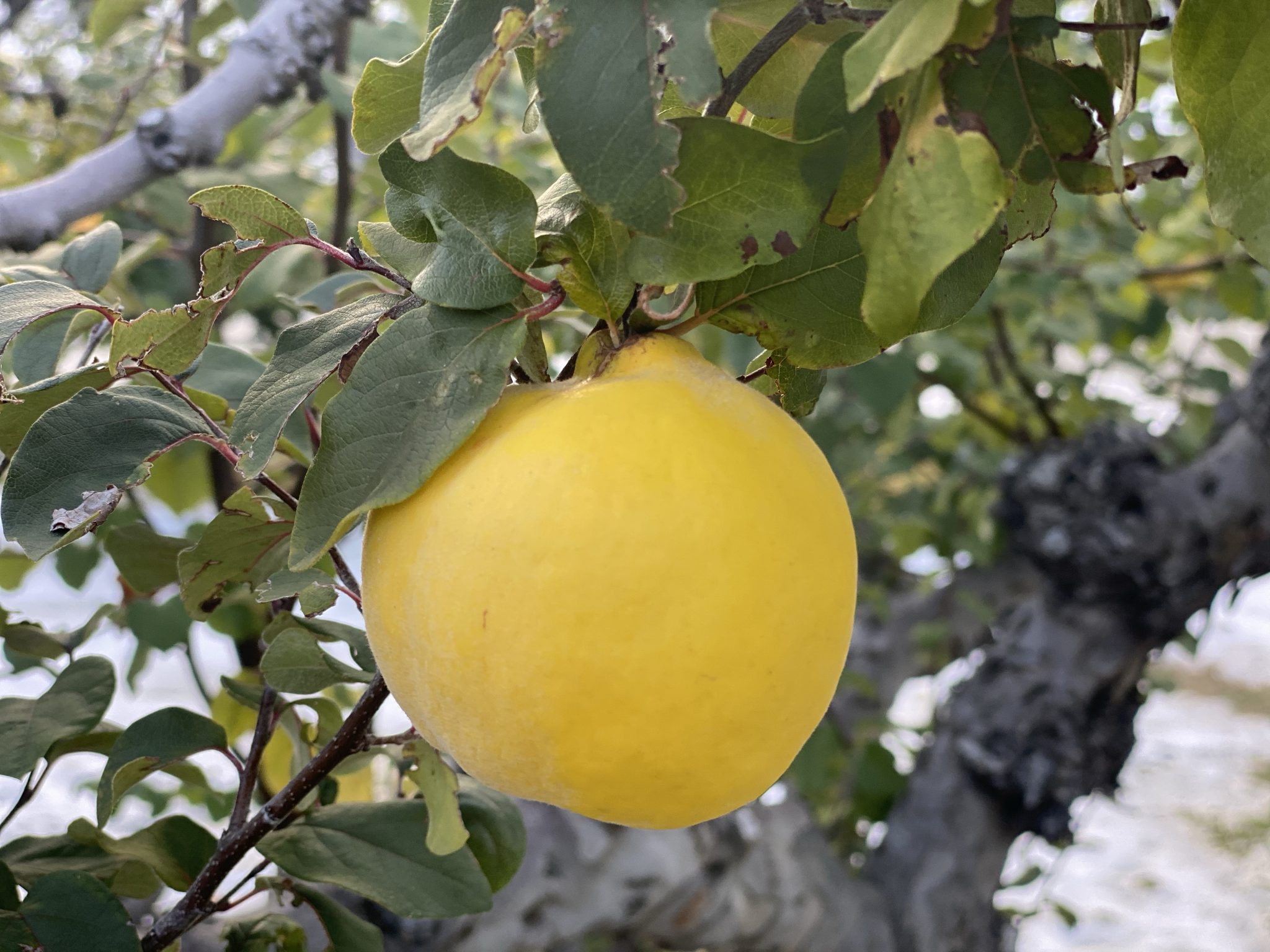 all-about-quince-fortunato-fruits